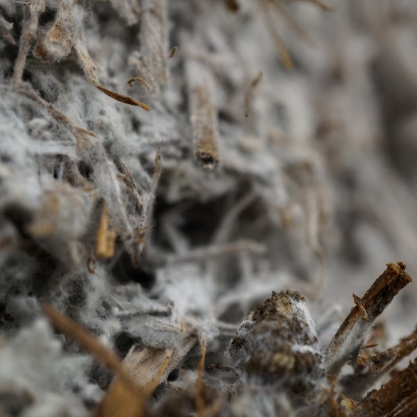Mycelium groeiend op stro