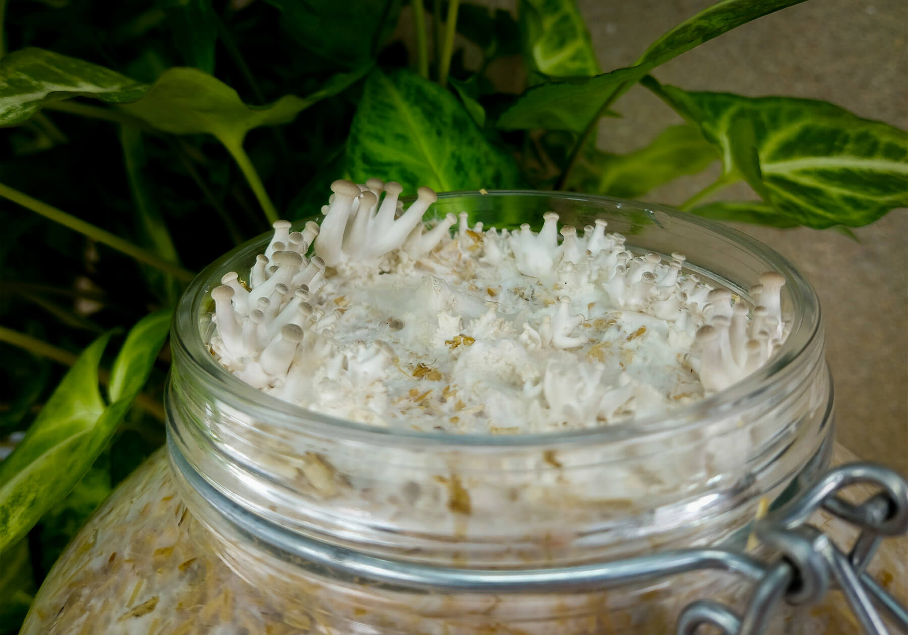 psbr_oesterzwam-kweekset-gallery