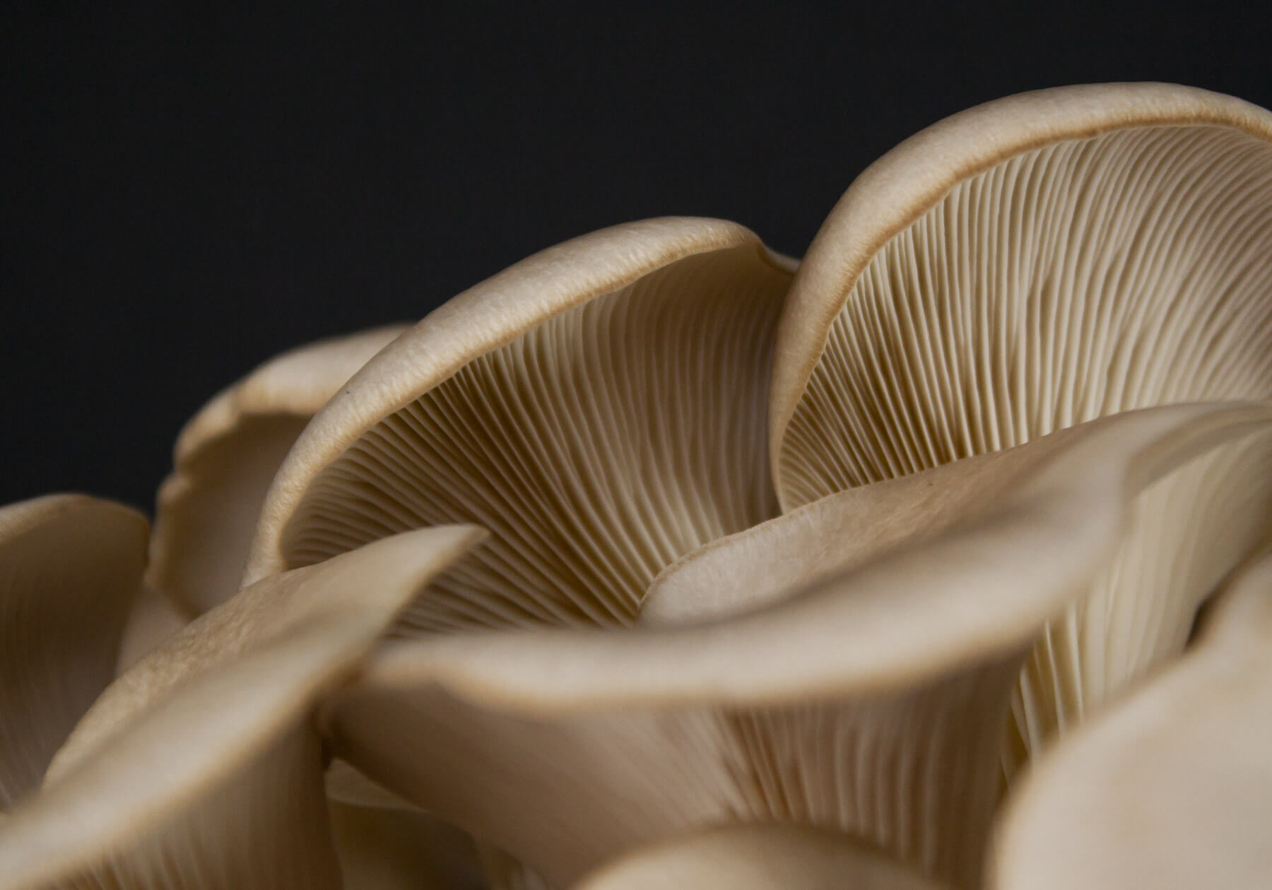 psbr_oesterzwam-kweekset-gallery1