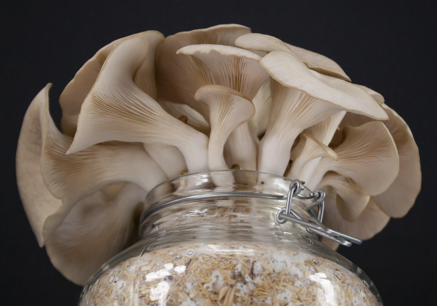 psbr_oesterzwam-kweekset-gallery2