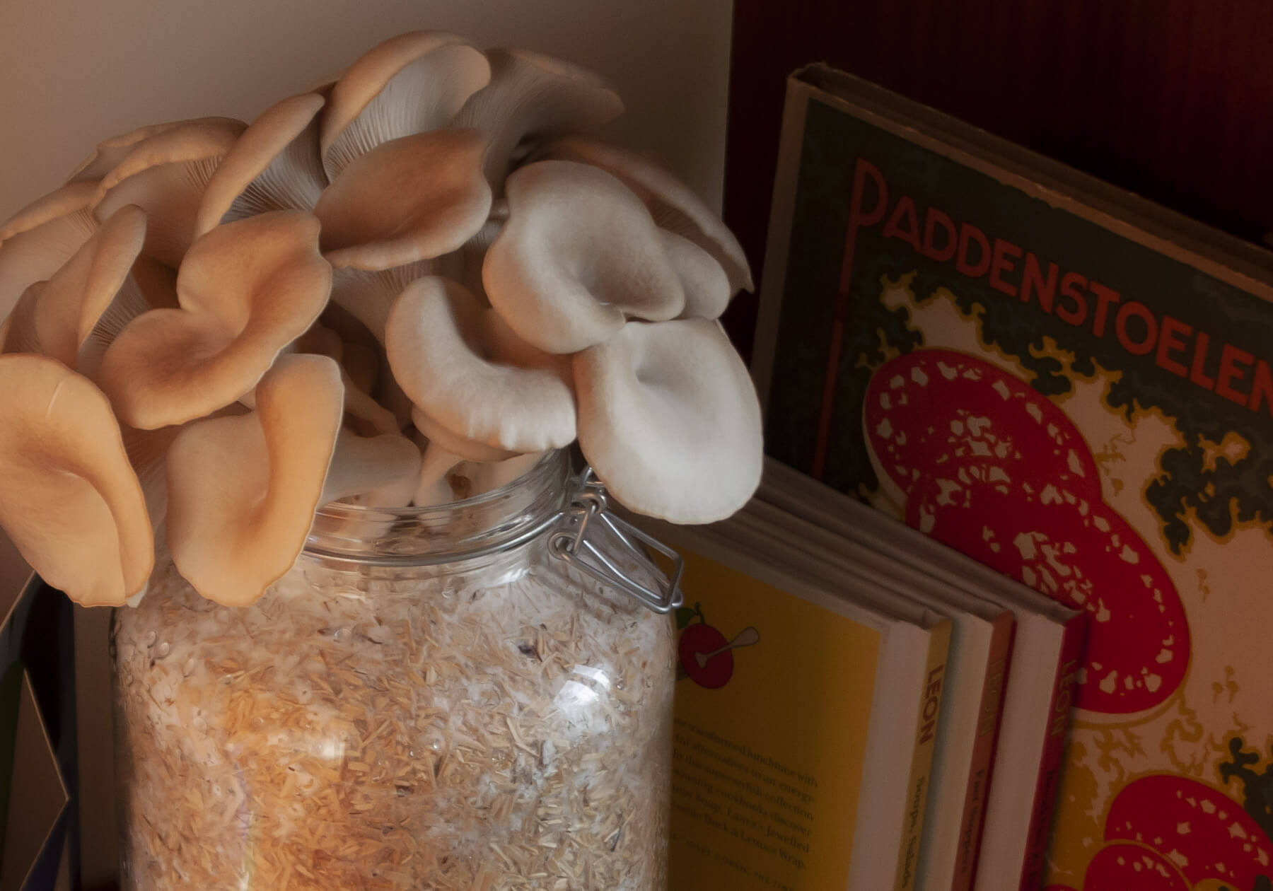 psbr_oesterzwam-kweekset-gallery3