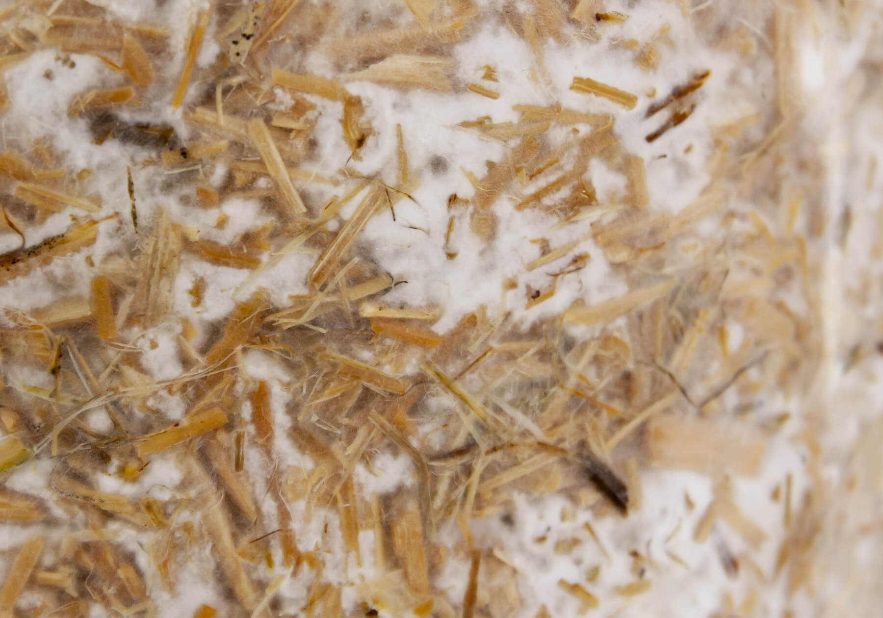 psbr_oesterzwam-kweekset-gallery4